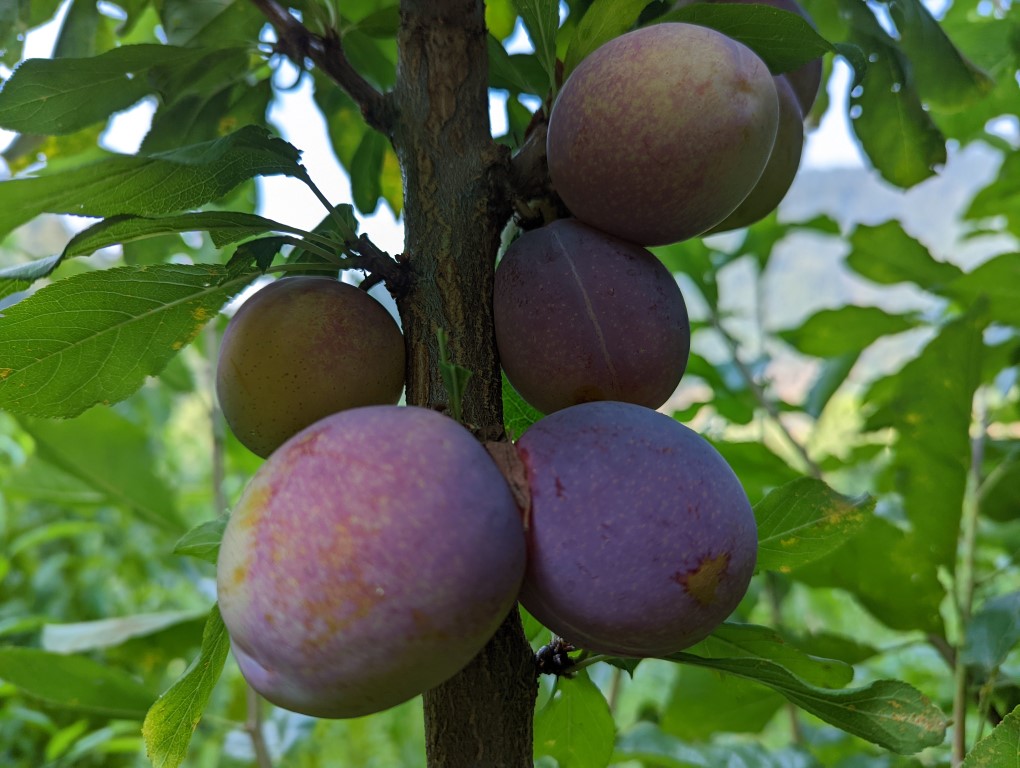 images/stories/virtuemart/product/Sierra (Medium)